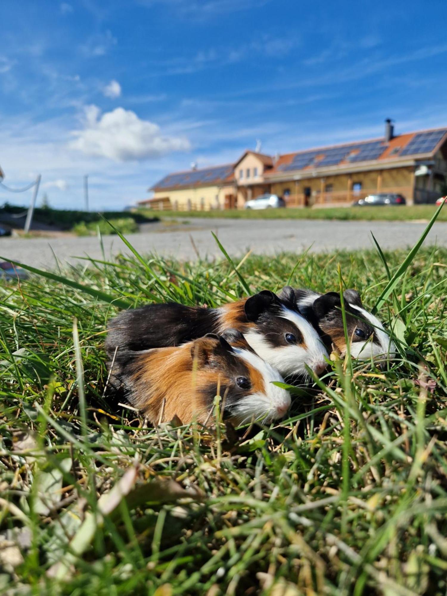 Pension Country Relax Roupov Exteriér fotografie